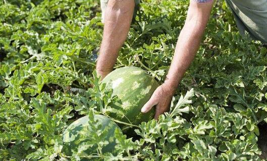 農作物生長(cháng)過(guò)程中需要的EM堆肥制作原料其實(shí)非常簡(jiǎn)單